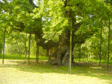 Planks prop up the wilted arms of the ancient Major Oak in Sherwood Forest.